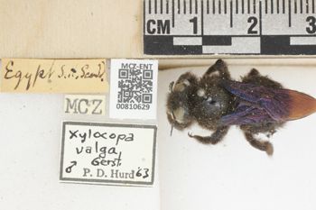 Media type: image;   Entomology 810629 Aspect: labels